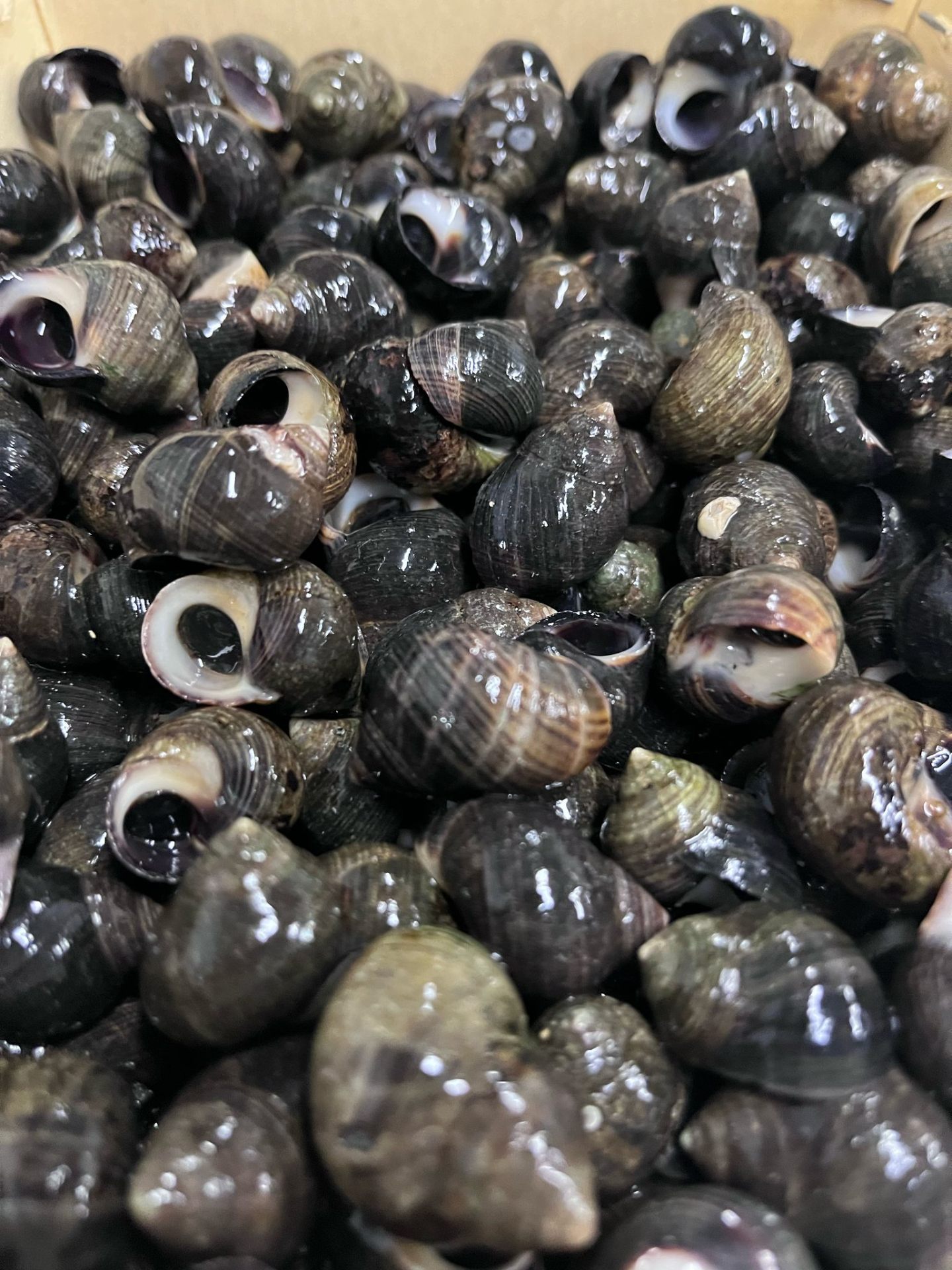 Bígaros