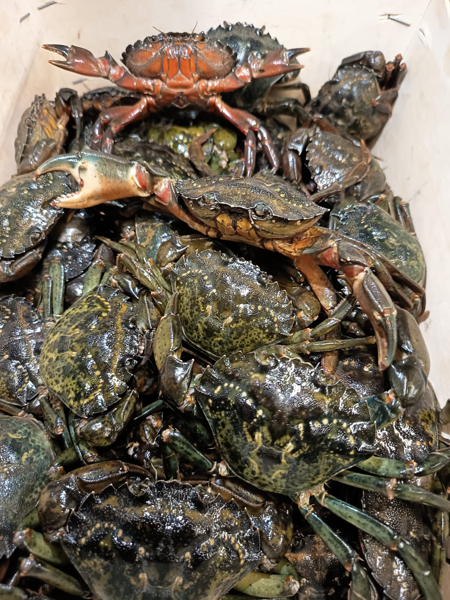 Cangrejos Verdes
