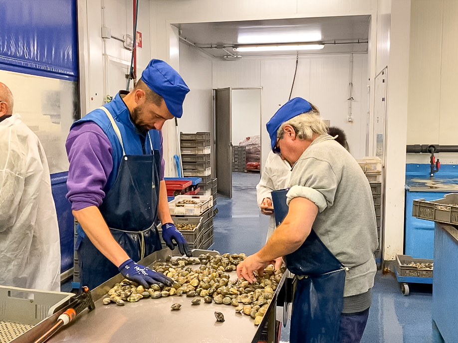 Equipo de Wildomar seleccionando almejas en sala de manipulación